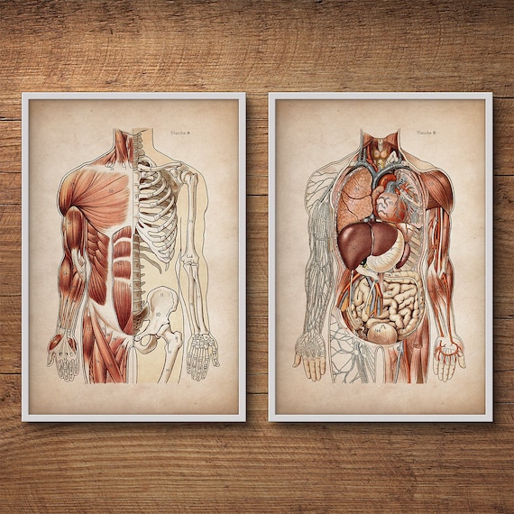 Set di stampa anatomia, poster di anatomia umana, anatomia
