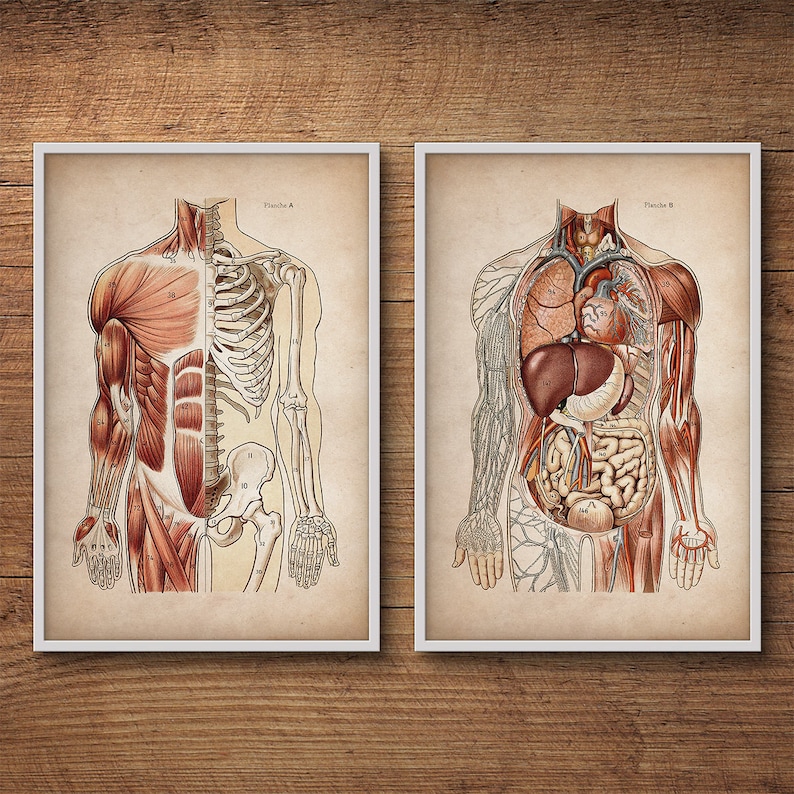 Anatomy Print Set Human Anatomy Posters Anatomy Home Decor Etsy