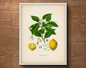 Lemon print, Botanical print, Lemon wall print, Lemon poster, Kitchen decor, Botanical illustration, Vintage botanical art, Tropical fruit