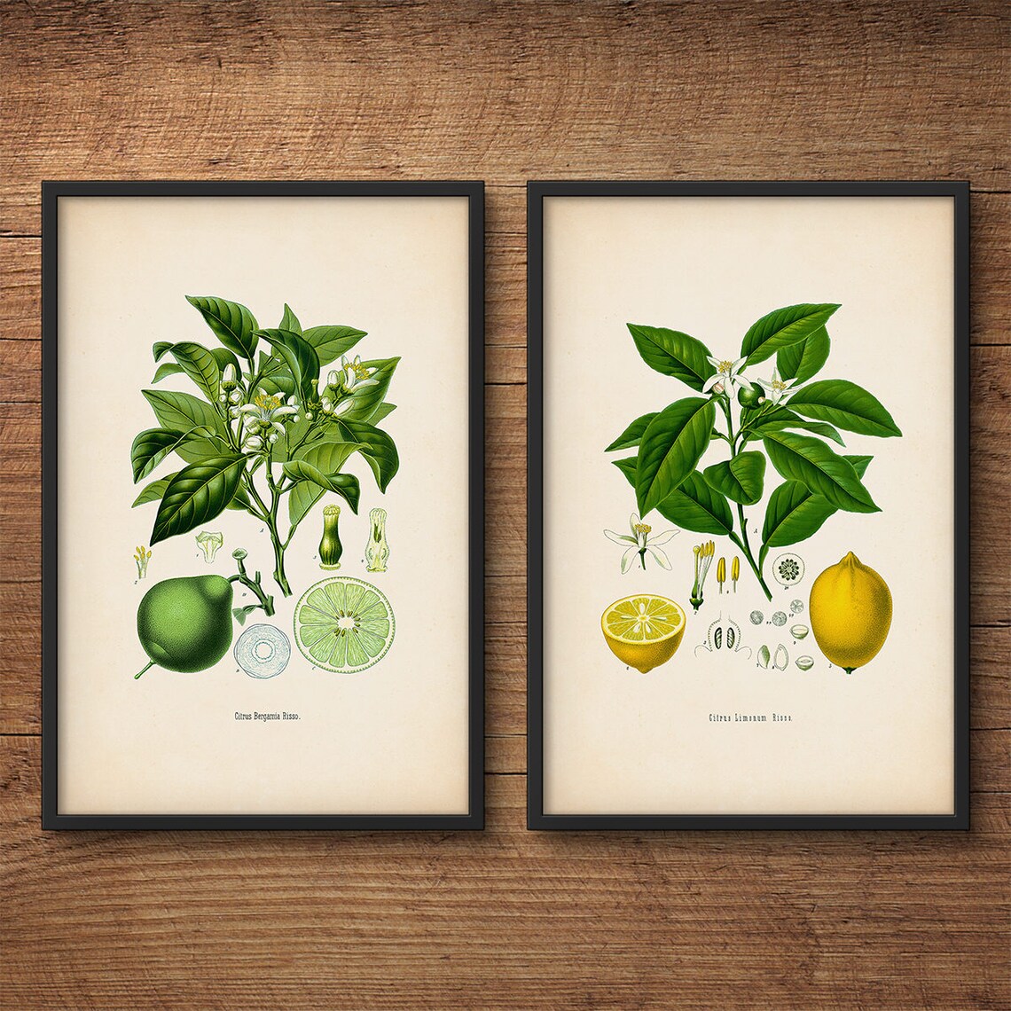 Botanical Print Set, Bergamot and Lemon – Citrus Prints, Botanical Art ...