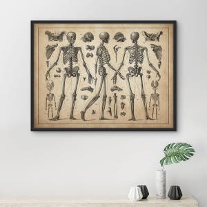 Op de afbeelding: Vintage anatomische illustratie van een menselijk skelet in drie poses. De afbeelding toont de voor-, zij- en achterkant van het skelet, met gedetailleerde labels voor elk bot.