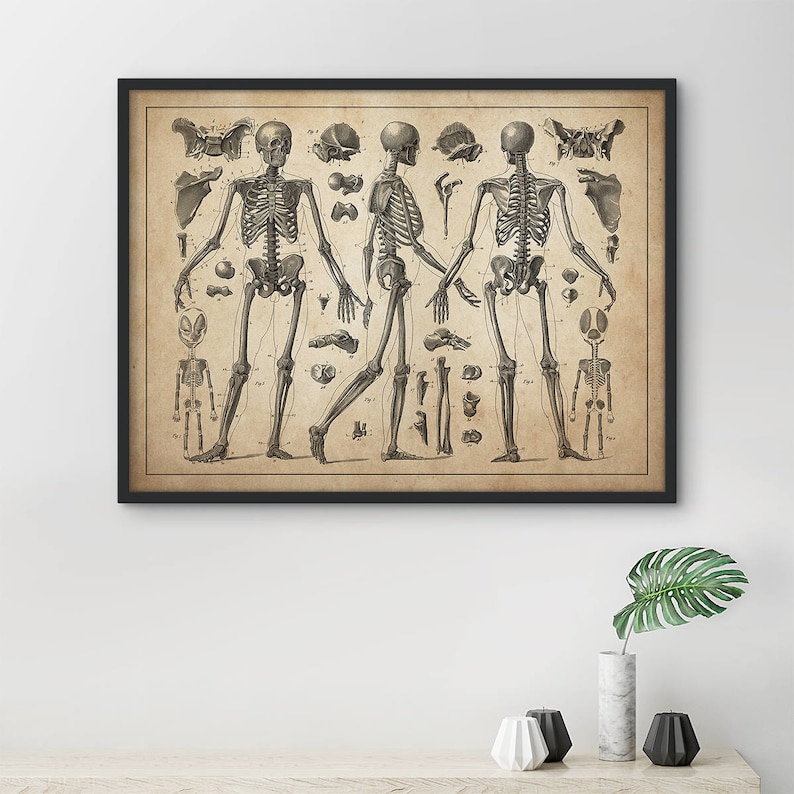 Op de afbeelding: Vintage anatomische illustratie van een menselijk skelet in drie poses. De afbeelding toont de voor-, zij- en achterkant van het skelet, met gedetailleerde labels voor elk bot.