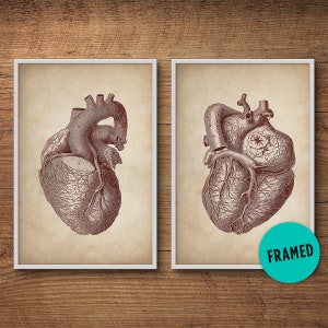 Human Heart Prints, Framed Set of 2, Framed Art, Anatomy Posters, Anatomy Home Decor, Anatomy Illustrations, Medical Student Gift