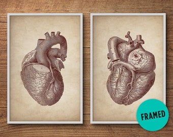 Human Heart Prints, Framed Set of 2, Framed Art, Anatomy Posters, Anatomy Home Decor, Anatomy Illustrations, Medical Student Gift