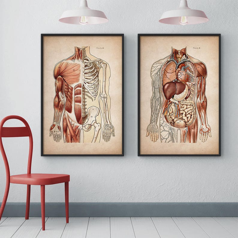 Anatomy Print Set, Human Anatomy Posters, Anatomy Home Decor, Anatomy ...