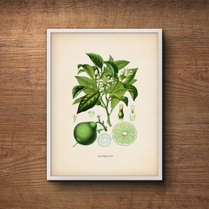 Botanical citrus print, Bergamot, Kitchen decor, Citrus print, Kitchen art, Lime poster, Vintage botanical, Botanical illustration