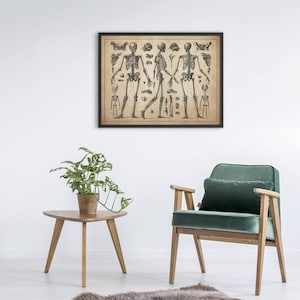 Op de afbeelding: Een vintage anatomische illustratie van drie skeletten in verschillende poses, ingelijst in een zwart frame met een beige passe-partout. De illustratie is op een cr&egrave;mekleurige achtergrond.