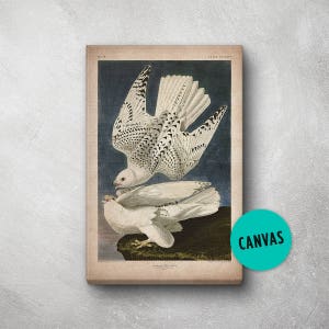 Audubon Bird Print, Canvas, Falcon Print, Birds of America, John James Audubon, Large Print, Wall Art, Pink Flamingo, Large wall art