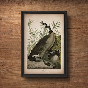 Audubon bird print, Canada Goose print, Antique bird print, Audubon print, Birds of America, John James Audubon, Wall decor, Large art