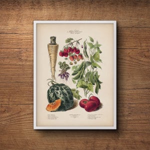 Francuskie warzywa, ilustracja botaniczna, vintage warzywny nadruk, botaniczny nadruk, sztuka botaniczna, duża sztuka ścienna, sztuka ścienna