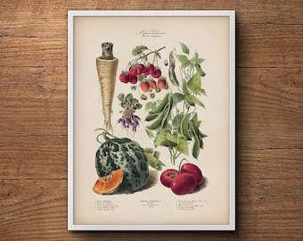 May include: Vintage botanical illustration of a variety of vegetables, including a parsnip, a green melon, tomatoes, and pea pods. The illustration is in a white frame and has a white background.