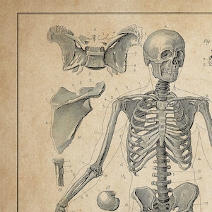 Op de afbeelding: Een gedetailleerde anatomische illustratie van het menselijk skeletstelsel, met de botten van de schedel, de ribbenkast, de armen en de benen. De afbeelding is gelabeld met nummers en letters om elk bot te identificeren.