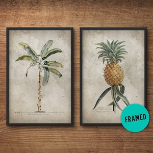 Könnte beinhalten: Zwei gerahmte botanische Drucke, einer zeigt eine Ananaspflanze mit dem Text "Ananas sativus, Fructus cortice corneo, humore dulci, sapore acidulo" und der andere zeigt eine Bananenpflanze mit dem Text "Musa paradisiaca, Fructus cortice flavo, sapore dulci, nucleo duro".