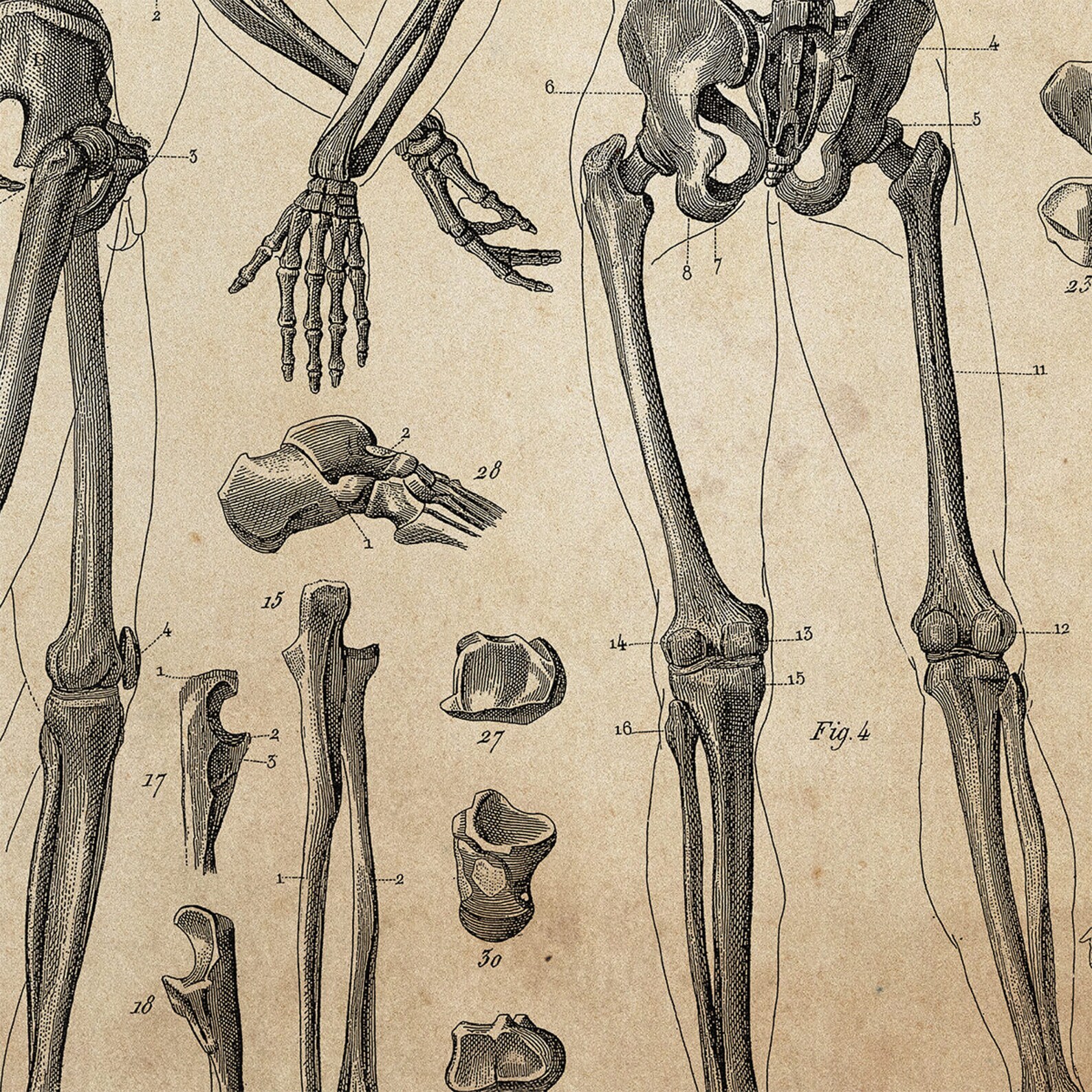 Anatomy Skeleton Print Anatomy Wall Art Anatomy Print - Etsy
