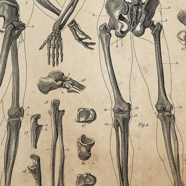 Op de afbeelding: Een gedetailleerde anatomische illustratie van het menselijk skelet, met de nadruk op de botten van de benen en armen. De afbeelding toont verschillende botten, waaronder het dijbeen, scheenbeen, kuitbeen, opperarmbeen, spaakbeen en ellepijp. De botten zijn genummerd en de afbeelding bevat de ondertitel "Fig. 4".