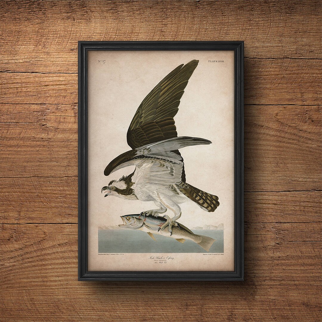 Audubon Bird Print, Hawk Print, Osprey Print, Antique Bird Print