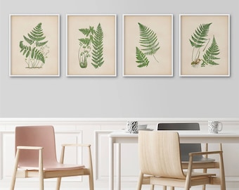 Botanical print set of 4, Fern prints, Botanical illustrations, Large botanical prints, Vintage botanical, Antique botanical, Kitchen prints