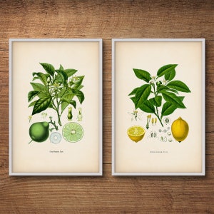 Botanical print set, Bergamot and Lemon – Citrus prints, Botanical art, Lemon poster, Antique botanical, Vintage botanical, Kitchen wall art