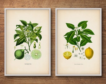 May include: Two vintage botanical illustrations of citrus fruits. The left image shows a lime tree with green leaves, white flowers, and a lime fruit. The right image shows a lemon tree with green leaves, white flowers, and a yellow lemon fruit. Both images include text labels: "Citrus Bergamia Risso" and "Citrus Limon Risso".