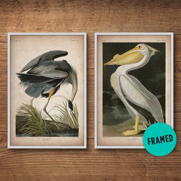 Audubon birds, Framed print set, Pelican print, Heron print, Audubon print, Birds of America, John James Audubon, Framed print, Wall art
