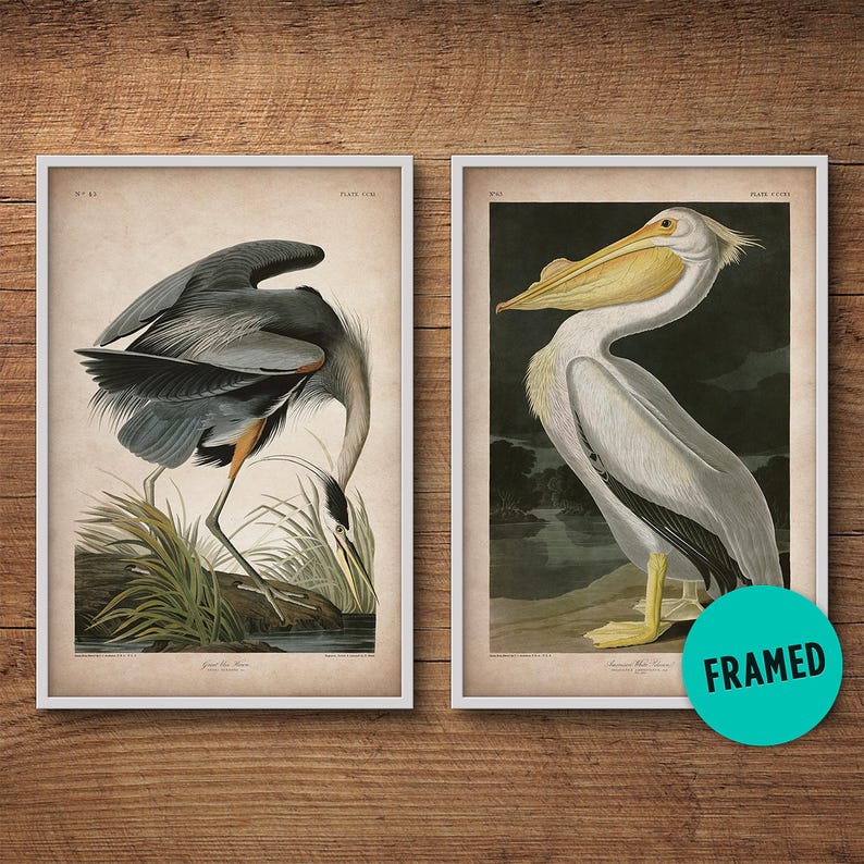 Audubon Birds Framed Print Set Pelican Print Heron Print Etsy