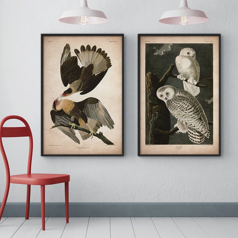 Pu&ograve; includere: Due illustrazioni vintage di uccelli in cornici nere. L'immagine a sinistra mostra un falco marrone e bianco con un becco rosso appollaiato su un ramo. L'immagine a destra mostra due gufi bianchi con segni neri appollaiati su un ramo su uno sfondo scuro.