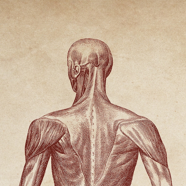 Anatomia Print Oprawione Sztuki Plakat Anatomii Układ Mięśni Druku Plakat Anatomii Człowieka Druk Medyczny Rysunek Anatomiczny Anatomia