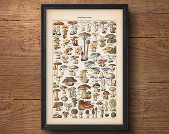 Mushroom poster, Mushroom print, Botanical print, Botanical illustration, Vintage Botanical art, Mushroom diagram, Kitchen art, Wall art