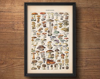 Svampposter, Svamptryck, Botaniskt tryck, Botanisk illustration, Vintage botanisk konst, Svampdiagram, Kökskonst, Väggkonst