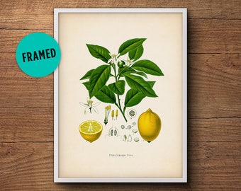 Lemon print, Framed art, Lemon wall print, Lemon poster, Kitchen decor, Framed botanical print, Vintage botanical art, Tropical fruit print