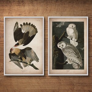 Pu&ograve; includere: Due illustrazioni vintage di uccelli, stampate su carta e incorniciate in bianco. L'immagine a sinistra mostra un uccello marrone e bianco con un becco rosso appollaiato su un ramo. L'immagine a destra mostra due gufi bianchi con occhi neri appollaiati su un ramo. Il testo "PLATE CCC" &egrave; stampato nell'angolo in alto a destra dell'immagine a sinistra. Il testo "PLATE CCCIX" &egrave; stampato nell'angolo in alto a destra dell'immagine a destra.
