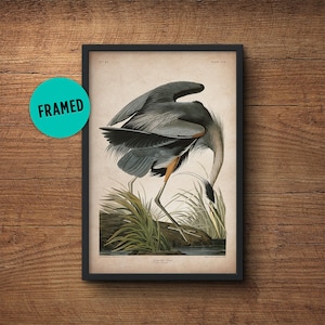 Heron bird print, Framed art, Heron print, Audubon print, Audubon print, Birds of America, John James Audubon, Framed print, Wall art