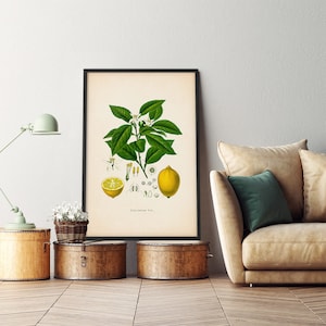 Lemon Print, Botanical Print, Lemon Wall Print, Lemon Poster, Kitchen ...