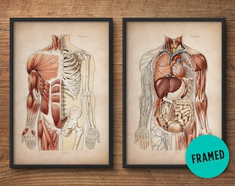 Framed anatomy print set of 2, Framed art, Anatomy posters, Anatomy home decor, Anatomy illustrations, Human male, Medical student gift