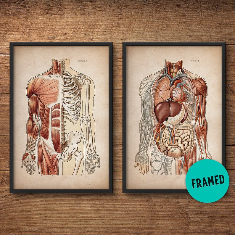 Framed Anatomy Print Set of 2 Framed Art Anatomy Posters Etsy