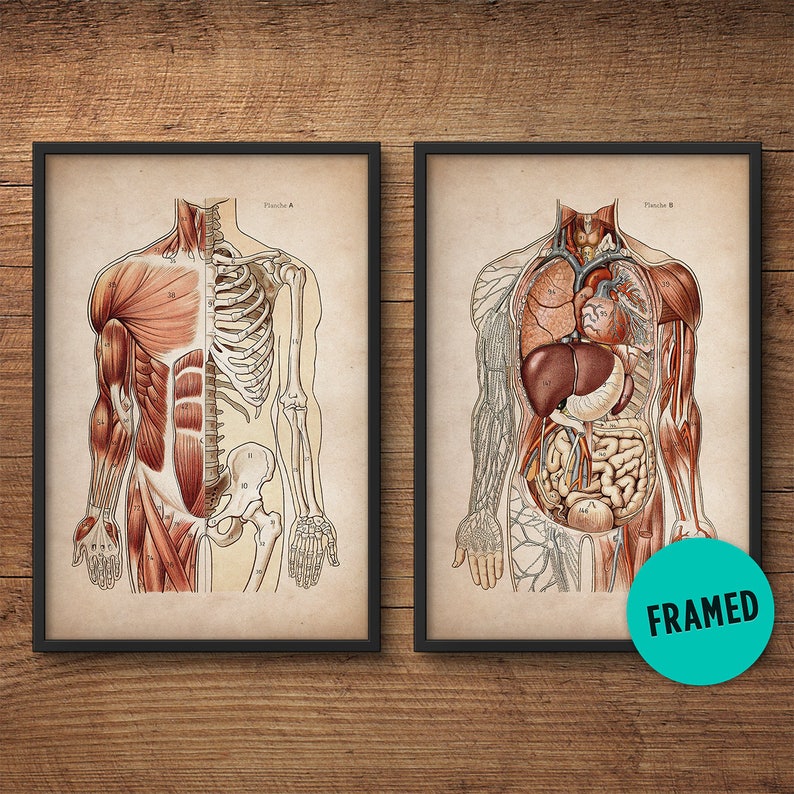 Large Anatomy Posters