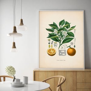 Citrus art print, Botanical art, Orange fruit, Kitchen decor, Citrus print, Kitchen art, Kitchen citrus print, Farmhouse decor, Kitchen art image 3