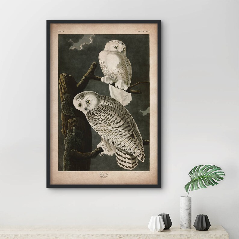 Audubon bird print Snow owl print Antique bird print | Etsy
