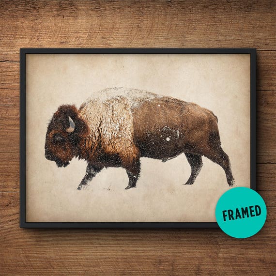Black Buffalo Art Print Animal Wall Decor Buffalo Art Print Buffalo Wall Art Buffalo Poster Aldari Art