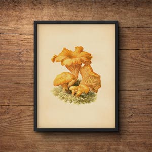 Botanical print of mushrooms, Mushroom poster, Botanical illustration, Vegetable print, Kitchen wall art, Kitchen decor, Mushroom print