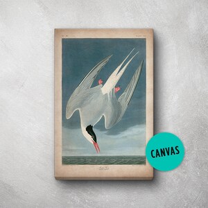Audubon Bird Print, Canvas, Arctic Tern Print, Birds of America, John James Audubon, Large Print, Wall Art, Pink Flamingo, Large wall art