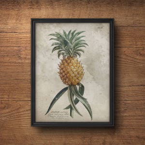 Pineapple print, Pineapple art, Botanical wall art, Vintage botanical, Antique botanical, Pineapple poster, Tropical decor, Antique fruit