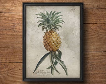 Pineapple print, Pineapple art, Botanical wall art, Vintage botanical, Antique botanical, Pineapple poster, Tropical decor, Antique fruit