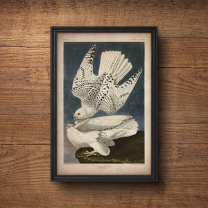 Audubon bird print, Falcon print, Antique bird art, Audubon poster, Birds of America,  Large wall art, Nursery art, Wall decor, Large print