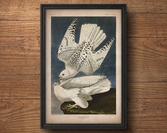 Stampa di uccelli Audubon, Stampa di falco, Arte di uccelli antichi, Poster di Audubon, Uccelli d'America, Arte della grande parete, Arte del vivaio, Decorazioni murali, Stampa grande