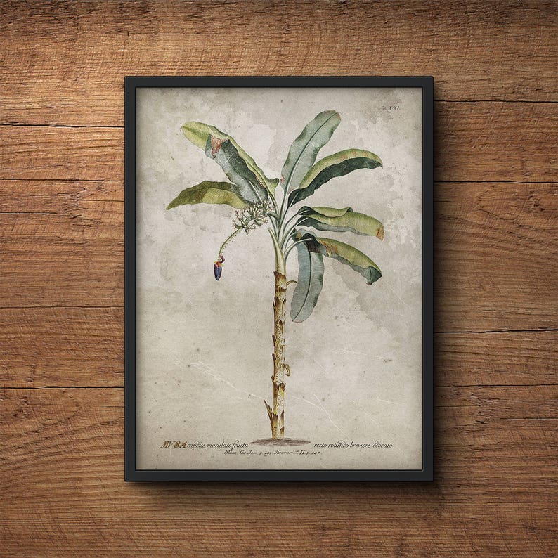 Botanical print set of 3 Framed art Tropical prints Palm Etsy