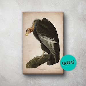 Audubon Bird Print, Canvas, Vulture Print, Birds of America, John James Audubon, Large Print, Wall Art, Pink Flamingo, Large wall art