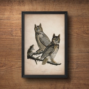Audubon bird print, Owl print, Antique bird print, Audubon poster, Birds of America,  Large wall art, Nursery art, Wall decor, Large print