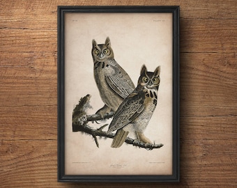 Audubon bird print, Owl print, Antique bird print, Audubon poster, Birds of America,  Large wall art, Nursery art, Wall decor, Large print