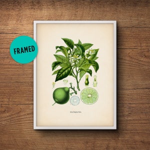 K&ouml;nnte beinhalten: Eine Vintage-botanische Illustration eines Bergamottenbaums (Citrus Bergamia) mit gr&uuml;nen Bl&auml;ttern, wei&szlig;en Bl&uuml;ten und einer gr&uuml;nen Bergamotte. Die Illustration zeigt einen Querschnitt der Frucht, der das Innere zeigt.